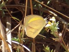 Eurema herla