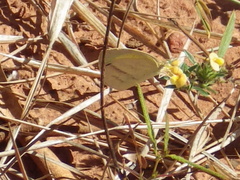 Eurema herla