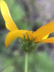 Helianthus longifolius