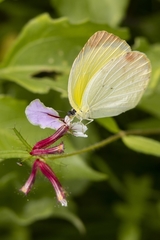 Pyrisitia dina westwoodi