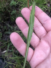 Helianthus longifolius