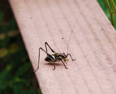 Paratlanticus ussuriensis