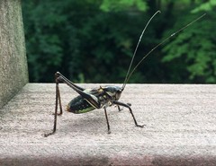 Paratlanticus ussuriensis