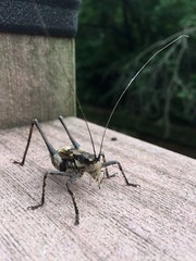 Paratlanticus ussuriensis