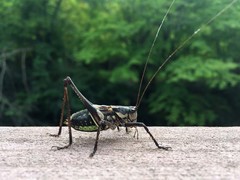 Paratlanticus ussuriensis