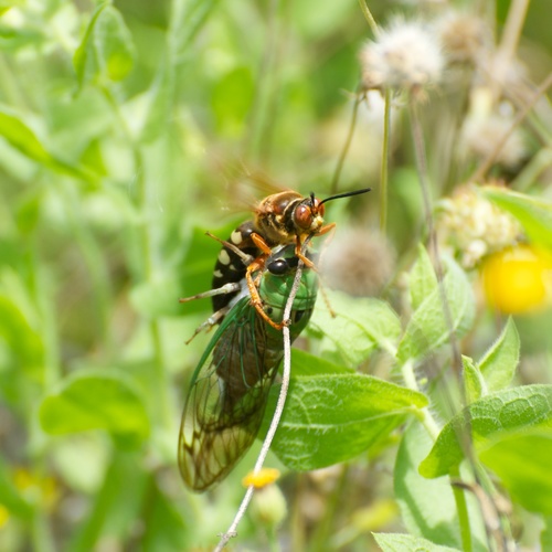 Superb Dog-day Cicada