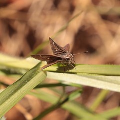 Panoquina errans