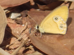 Hypocysta adiante antirius