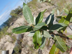 Salix cordata
