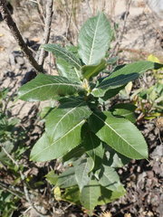 Salix cordata