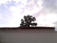 Pritchardia pacifica