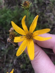 Helianthus longifolius