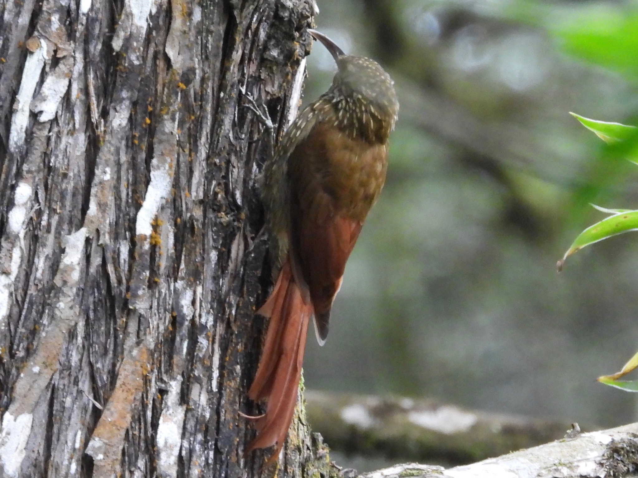 Spot-crowned Woodcreeper illustration