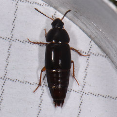 Tachinus memnonius
