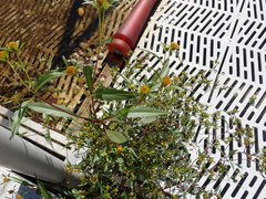 Bidens comosa