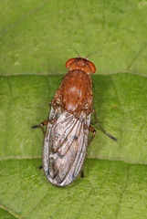 Suillia quinquepunctata