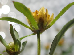 Bidens comosa