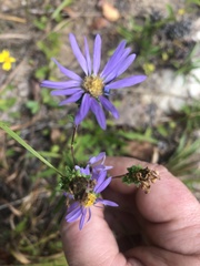 Eurybia surculosa