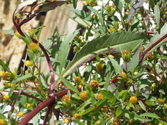 Bidens comosa
