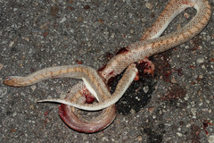 Arizona elegans eburnata