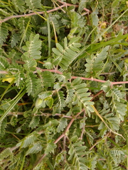 Tribulus cistoides