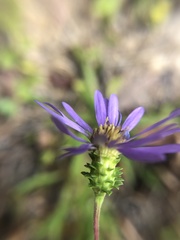Eurybia surculosa