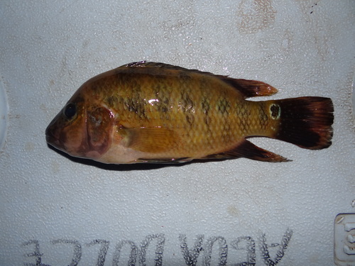 Red terror cichlid (Mesoheros festae) — Cichlidae — 4