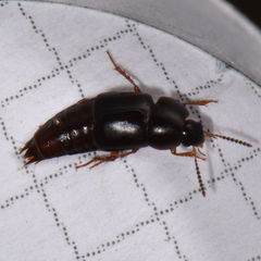 Tachinus memnonius