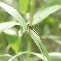 Aphylla angustifolia