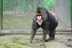 Mandrillus sphinx