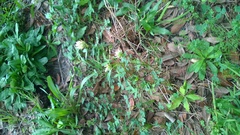 Trifolium vesiculosum