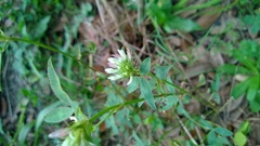 Trifolium vesiculosum