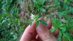 Trifolium vesiculosum