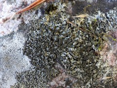 Phaeophyscia sciastra