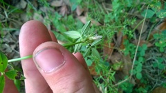 Trifolium vesiculosum