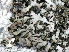 Phaeophyscia sciastra