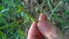 Trifolium vesiculosum