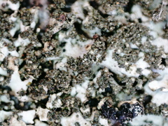 Phaeophyscia sciastra