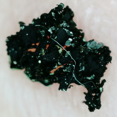 Phaeophyscia sciastra