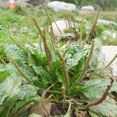 Plantago major