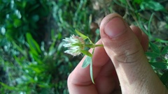 Trifolium vesiculosum
