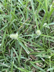 Cyperus sesquiflorus sesquiflorus