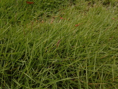 Zoysia matrella