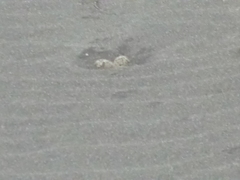 Charadrius alexandrinus