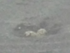 Charadrius alexandrinus