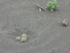 Charadrius alexandrinus