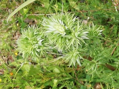 Eryngium heterophyllum
