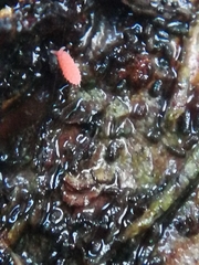 Bilobella braunerae