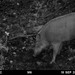 חזיר בר אוסורי - Photo (c) Alexander Ganse,  זכויות יוצרים חלקיות (CC BY-NC), הועלה על ידי Alexander Ganse