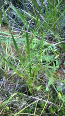 Xyris platylepis